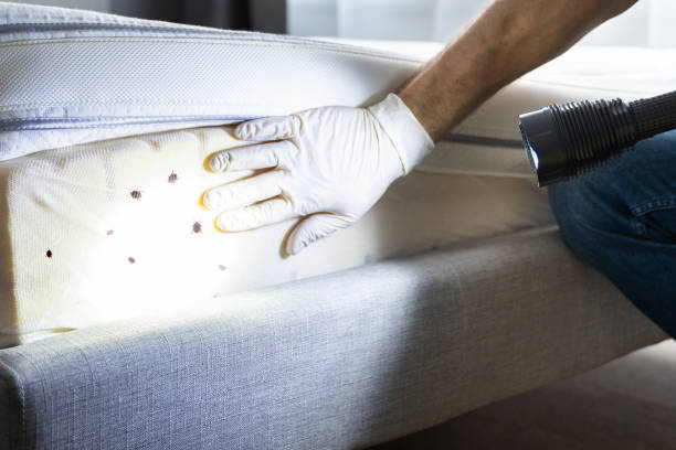 Best Cockroach Control Services  in Cornell, WI